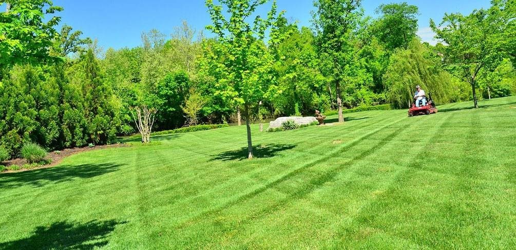 (نکته ها و گفته ها)   «چمن یا درخت»